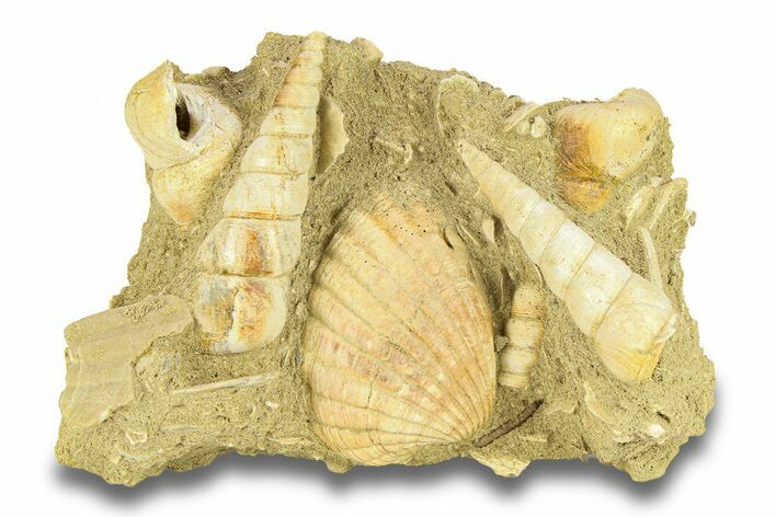 Fossil Marine Gastropod (Haustator) Cluster - Gironde, France #284917